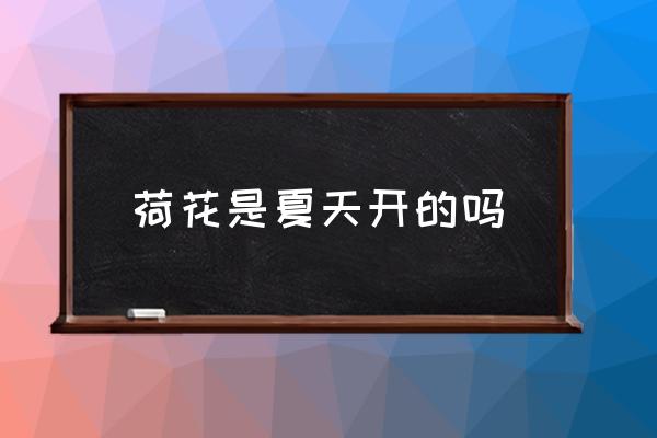 荷花是夏天開的嗎 荷花是什么季節(jié)開的？