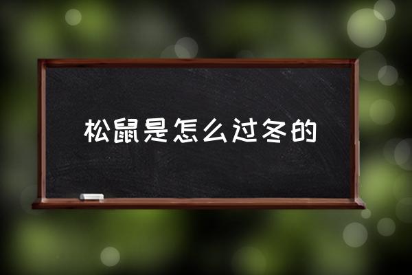 松鼠是怎么過冬的 松鼠要冬眠嗎？