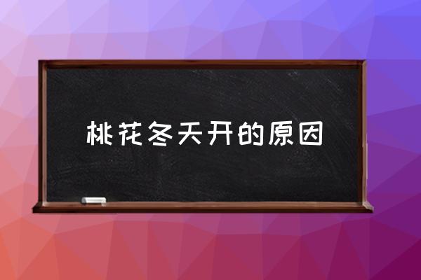 桃花冬天開(kāi)的原因 桃花的花期有多長(zhǎng)？