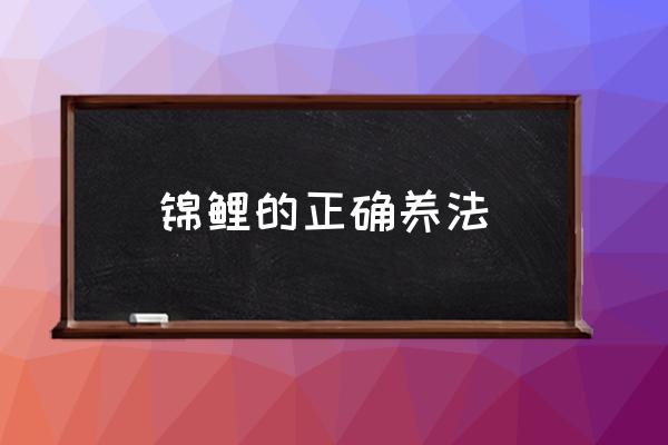 錦鯉的正確養(yǎng)法 錦鯉魚(yú)花如何養(yǎng)？