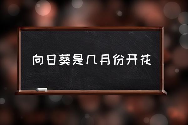 向日葵是幾月份開花 向日葵什么時候開花？