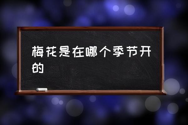 梅花是在哪個(gè)季節(jié)開的 梅花什么時(shí)間最好看？