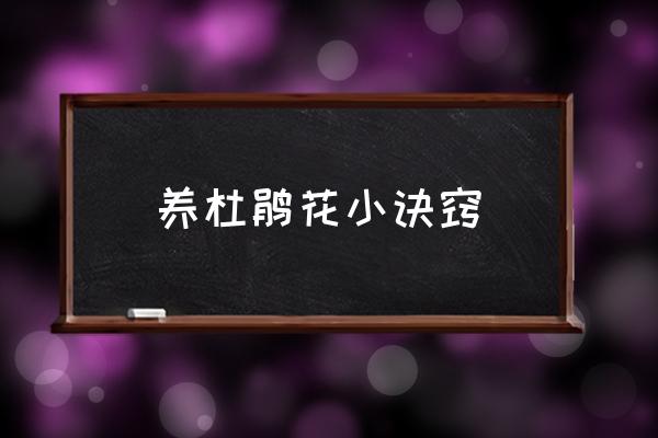 養(yǎng)杜鵑花小訣竅 杜鵑什么時(shí)候開(kāi)花？