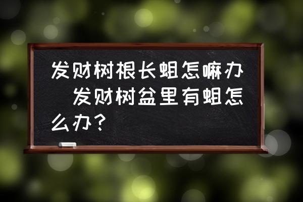 發(fā)財樹根長蛆怎嘛辦(發(fā)財樹盆里有蛆怎么辦？)
