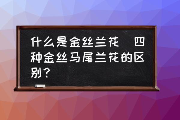 什么是金絲蘭花(四種金絲馬尾蘭花的區(qū)別？)