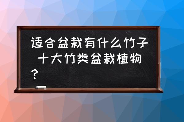 適合盆栽有什么竹子 十大竹類盆栽植物？