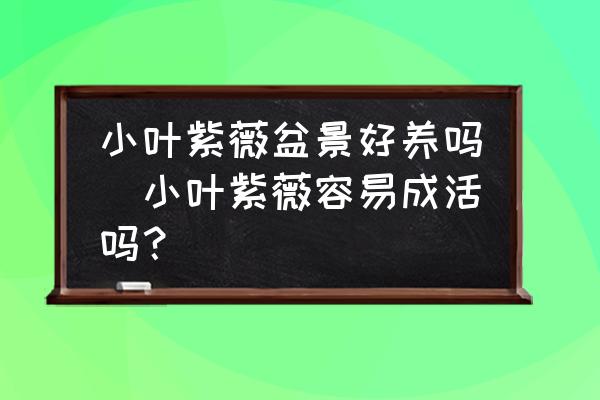 小葉紫薇盆景好養(yǎng)嗎(小葉紫薇容易成活嗎？)