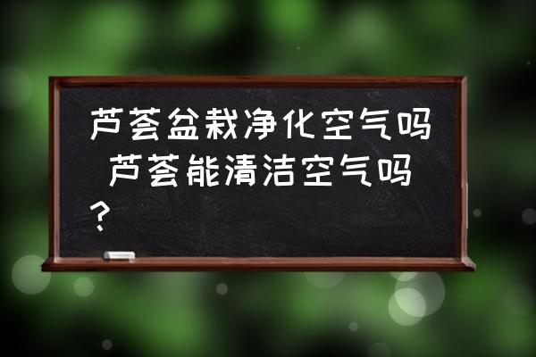 蘆薈盆栽凈化空氣嗎 蘆薈能清潔空氣嗎？