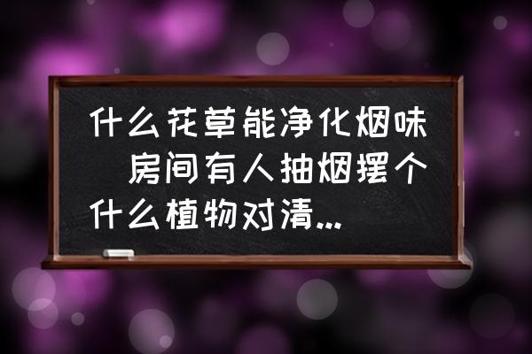 什么花草能凈化煙味(房間有人抽煙擺個(gè)什么植物對(duì)清除煙味有好處??？)